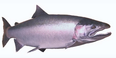 Steelhead Trout