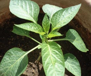a young pepper plant in a container
